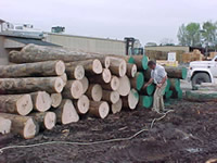 ash logs